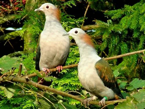 Rotnacken-Fruchttauben - Rotnacken-Fruchttaube (Ducula aenea paulina)