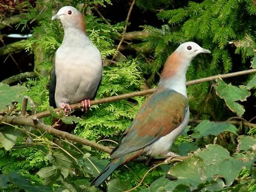 Rotnacken-Fruchttaube (Ducula aenea paulina)