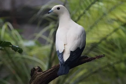 Zweifarben-Fruchttaube - Zweifarben-Fruchttaube (Ducula bicolor)