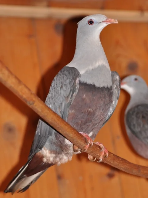 Hufeisen-Fruchttaube Jungvogel - Hufeisen-Fruchttaube (Ducula carola)