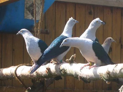 Blauschwanz-Fruchttauben - Blauschwanz-Fruchttaube (Ducula concinna)