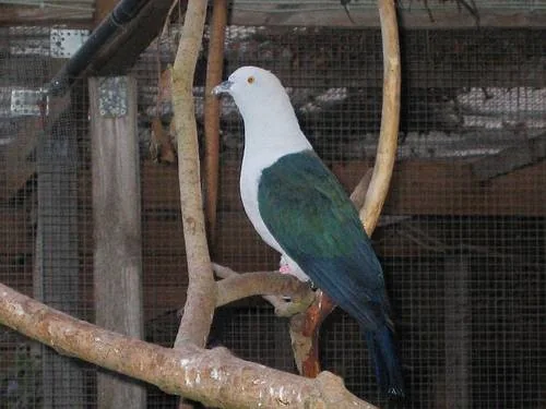 Blauschwanz-Fruchttaube im Vogelpark Walsrode - Blauschwanz-Fruchttaube (Ducula concinna)