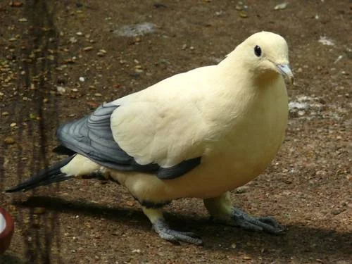Elsterfruchttaube im Zoo Berlin - Elsterfruchttaube (Ducula luctuosa)