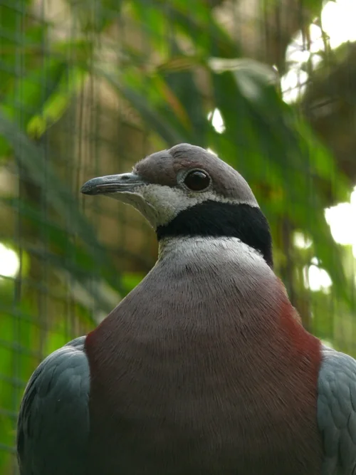 Schwarzhals-Fruchttaube im Vogelpark Walsrode - Schwarzhals-Fruchttaube (Ducula mullerii)