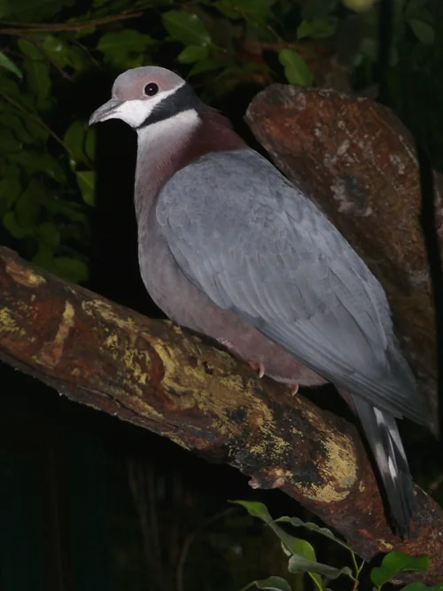 1.1 Schwarzhals-Fruchttauben im Vogelpark Walsrode - Schwarzhals-Fruchttaube (Ducula mullerii)
