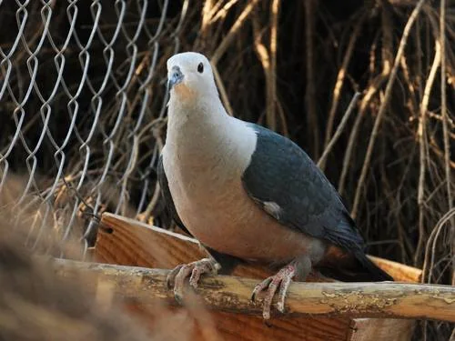 Schwarzhöcker-Fruchttaube bei Henk Naberman - Tongafruchttaube (Ducula pacifica)