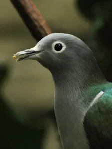 Spectacled Imperial Pigeon