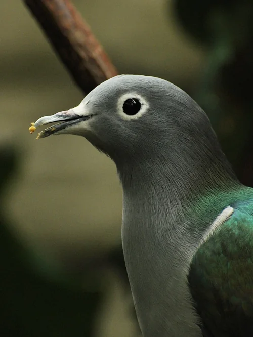 Brillenfruchttaube im Houston Zoo - Brillenfruchttaube (Ducula perspicillata)