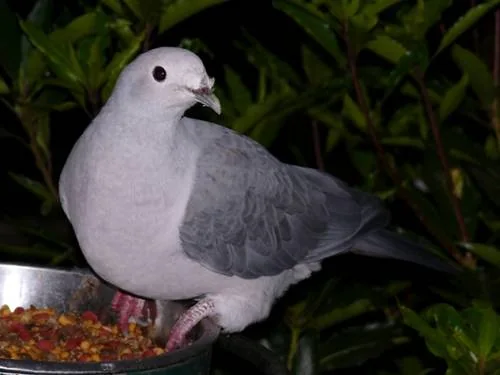 Pickeringfruchttaube im Zoo San Diego - Pickeringfruchttaube (Ducula pickeringii)
