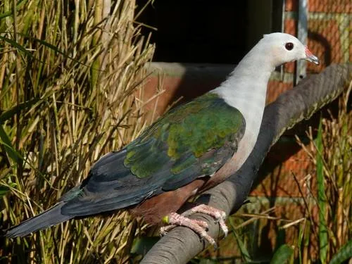Rothöcker-Fruchttaube - Rothöcker-Fruchttaube (Ducula rubricera)