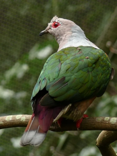 Rostbauch-Fruchttaube - Rostbauch-Fruchttaube (Ducula rufigaster)