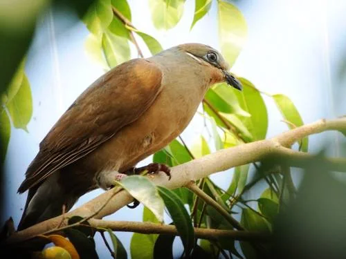 Ohrstreiftauben-Paar mit Jungvögeln - Ohrstreiftaube (Phapitreron leucotis)