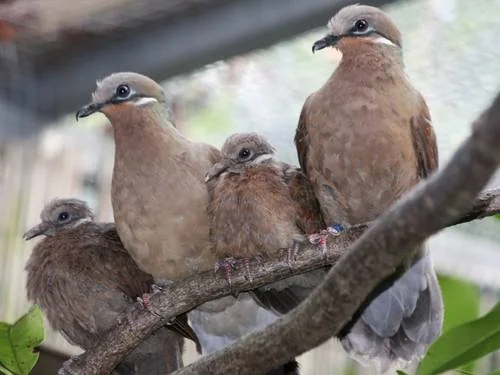 Ohrstreiftaube bei Manfred Kästner - Ohrstreiftaube (Phapitreron leucotis)