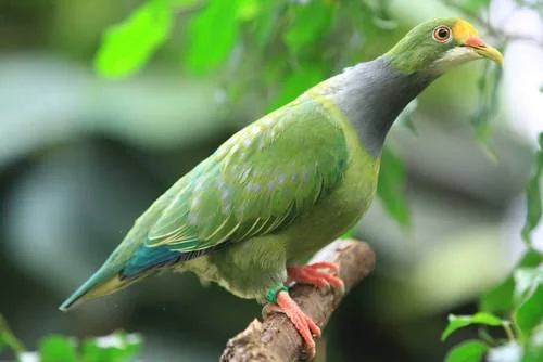 Goldstirn-Fruchttaube im Zoo Köln - Goldstirn-Fruchttaube (Ptilinopus aurantiifrons)