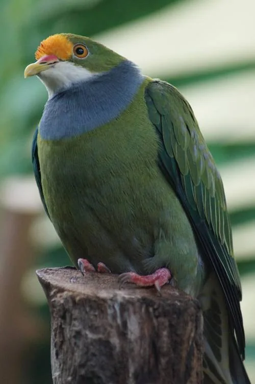 Goldstirn-Fruchttaube (Ptilinopus aurantiifrons)