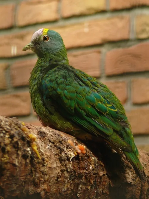 Veilchenkappen-Fruchttaube im Zoo Berlin - Veilchenkappen-Fruchttaube (Ptilinopus coronulatus)
