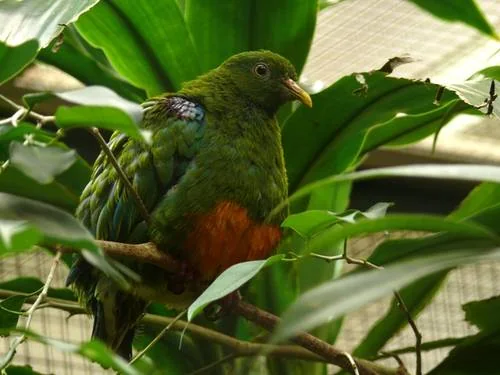 Orangebauch-Fruchttaube - Orangebauch-Fruchttaube (Ptilinopus iozonus)