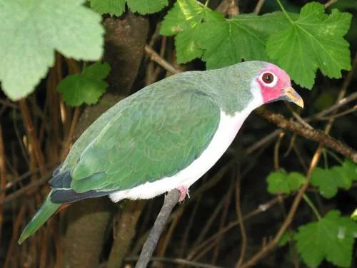 Jambu-Fruchttaube - Jambu-Fruchttaube (Ptilinopus jambu)