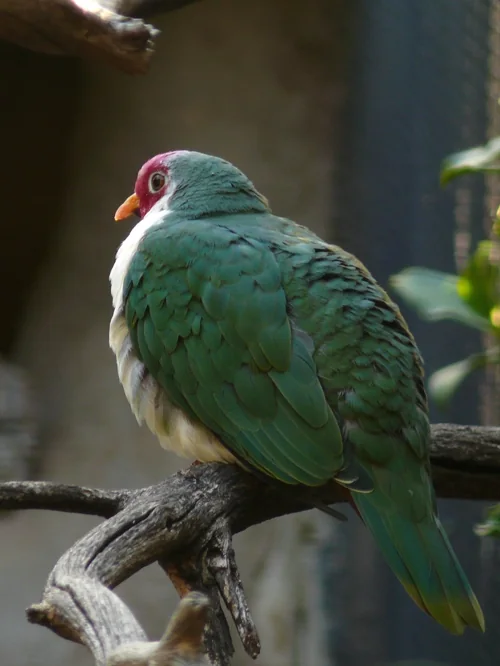 Jambu-Fruchttaube - Jambu-Fruchttaube (Ptilinopus jambu)