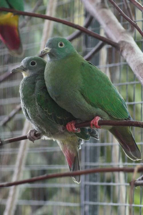 Schwarznacken-Fruchttaube im Zoo Köln - Schwarznacken-Fruchttaube (Ptilinopus melanospilus)