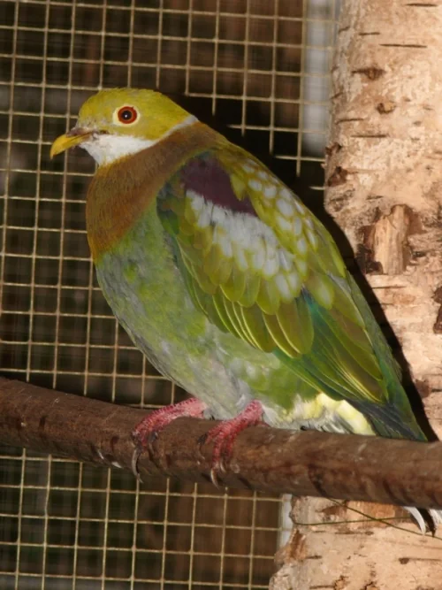 Schmuckfruchttaube - Unterart gestroi - im Zoo Pilsen - Schmuckfruchttaube (Ptilinopus ornatus)