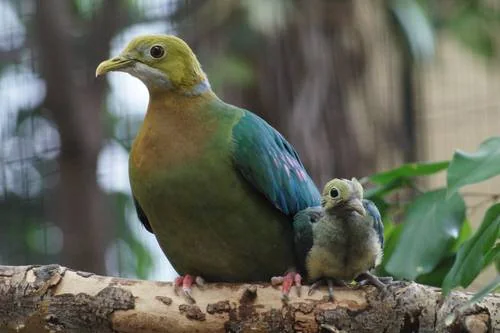 Perlenfruchttaube im Zoo Köln - Perlenfruchttaube (Ptilinopus perlatus)