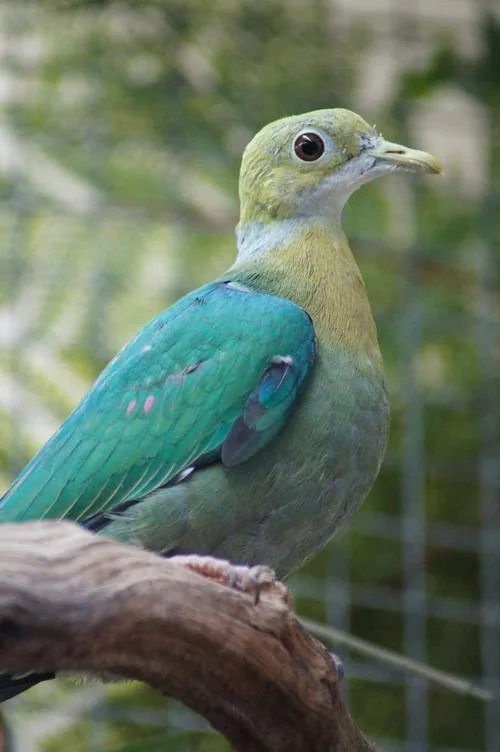 Perlenfruchttaube (Ptilinopus perlatus)