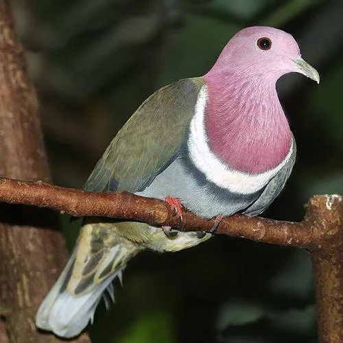 Rosenhals-Fruchttaube - Rosenhals-Fruchttaube (Ptilinopus porphyreus)