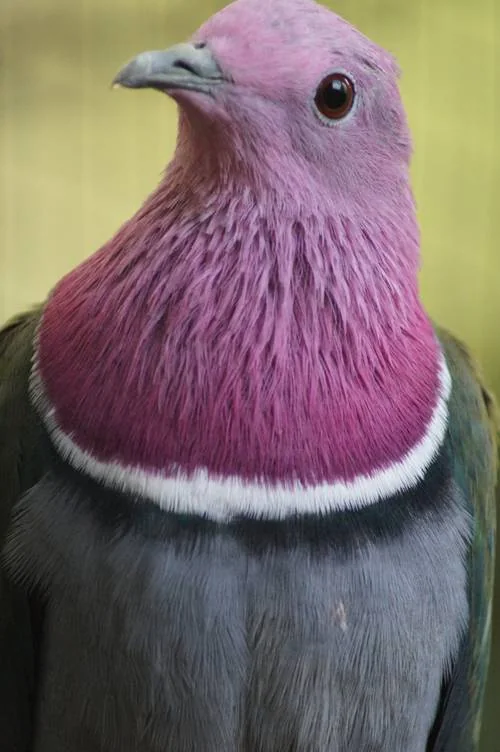 Rosenhals-Fruchttaube - Rosenhals-Fruchttaube (Ptilinopus porphyreus)