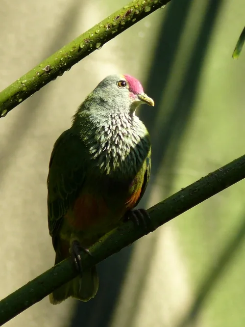 Rosenkopf-Fruchttaube - Rosenkopf-Fruchttaube (Ptilinopus roseicapilla)
