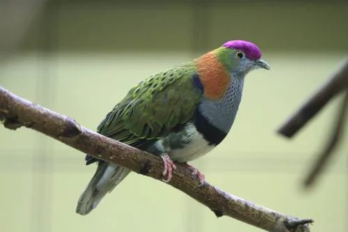 Prachtfruchttaube - Prachtfruchttaube (Ptilinopus superbus)