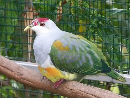 Weißkehl-Fruchttaube - Weißkehl-Fruchttaube (Ptilinopus wallacii)