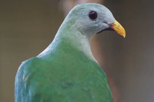 Schwarzkinn-Fruchttaube mit halbwüchsigem Jungvogel - Schwarzkinn-Fruchttaube (Ramphiculus leclancheri)