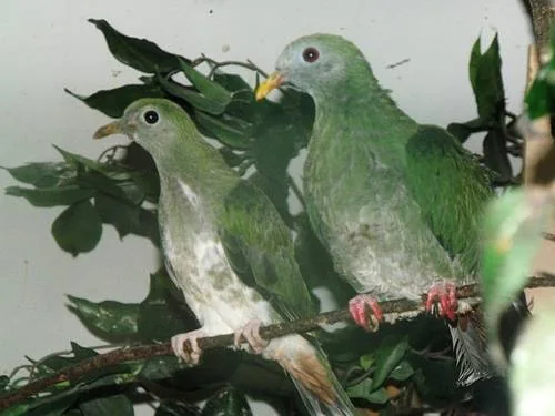 Schwarzkinn-Fruchttauben - Schwarzkinn-Fruchttaube (Ramphiculus leclancheri)