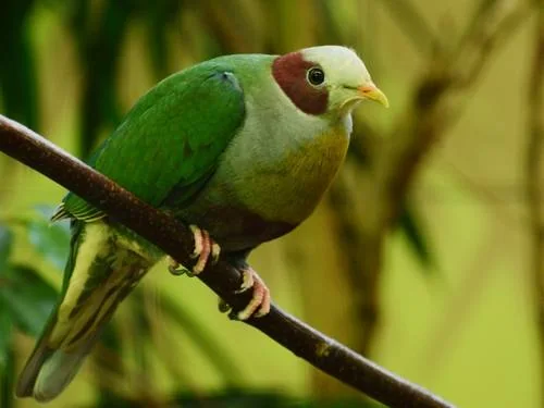 Gelbbrust-Fruchttaube im Kölner Zoo - Gelbbrust-Fruchttaube (Ramphiculus occipitalis)
