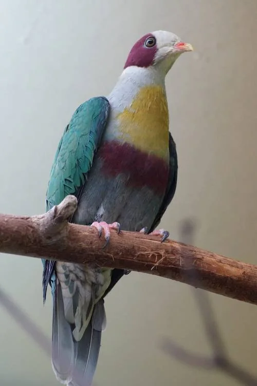 Gelbbrust-Fruchttaube im Kölner Zoo - Gelbbrust-Fruchttaube (Ramphiculus occipitalis)
