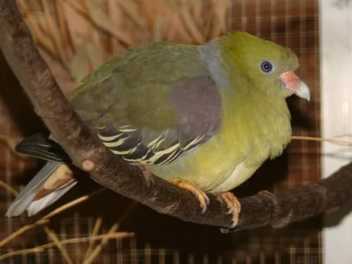 Rotnasen-Grüntaube tansanischem Ursprungs bei Noël Hendrikx - Rotnasen-Grüntaube (Treron calvus)