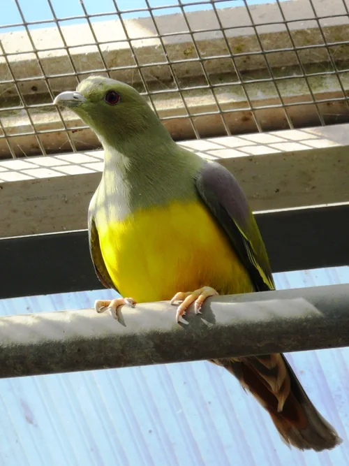 Waalia-Taube - Waalia-Taube (Treron waalia)