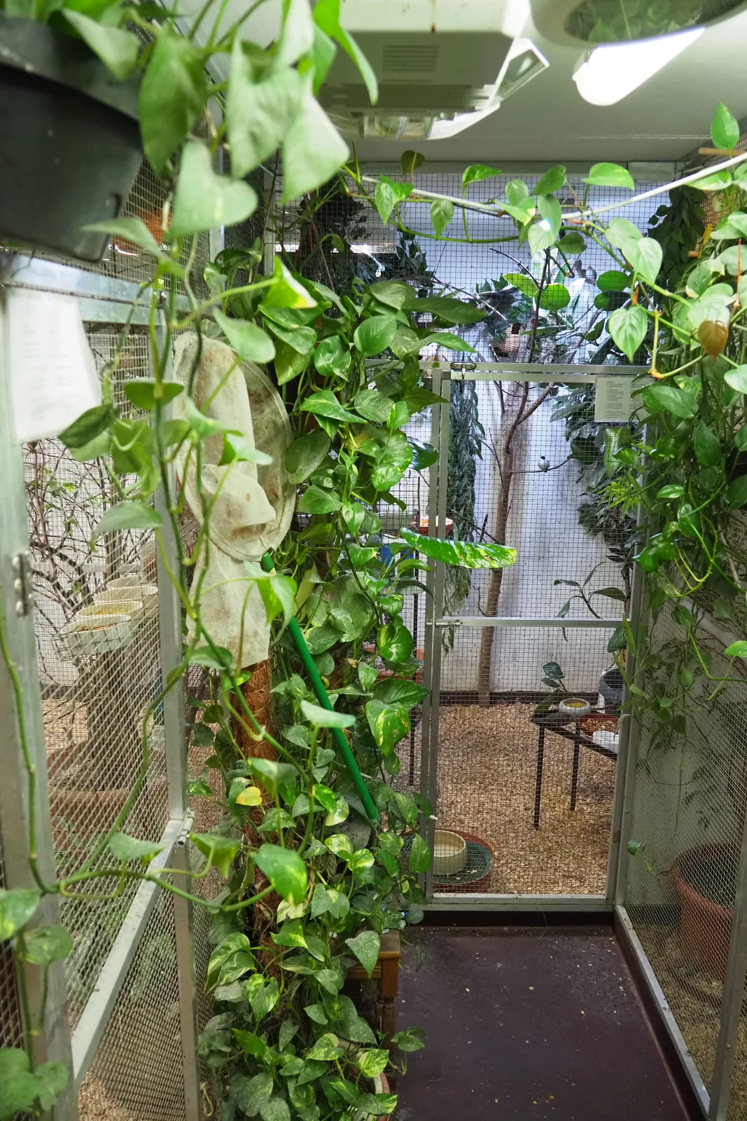Planted indoor aviary at the fruit dove breeding facility of Jens Riebe with climbing branches and sheltered areas.