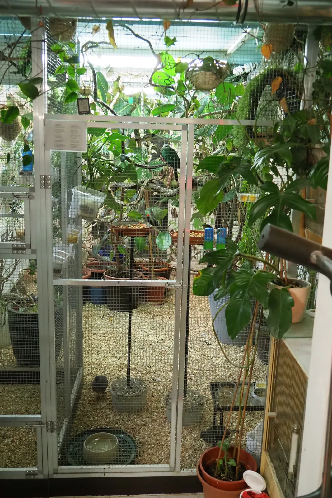 Planted indoor aviary at the fruit dove breeding facility of Jens Riebe with climbing branches and sheltered areas.