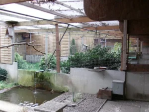 Gedocumenteerde vruchtenduivenkweeklocatie van Peter Tödter met overdekte volières, watergedeelte en beplante rustplaatsen.