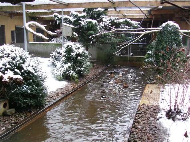Documented fruit dove breeding facility of Peter Tödter with covered aviaries, water area and planted resting places.