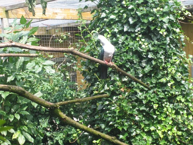 Documented fruit dove breeding facility of Peter Tödter with covered aviaries, water area and planted resting places.