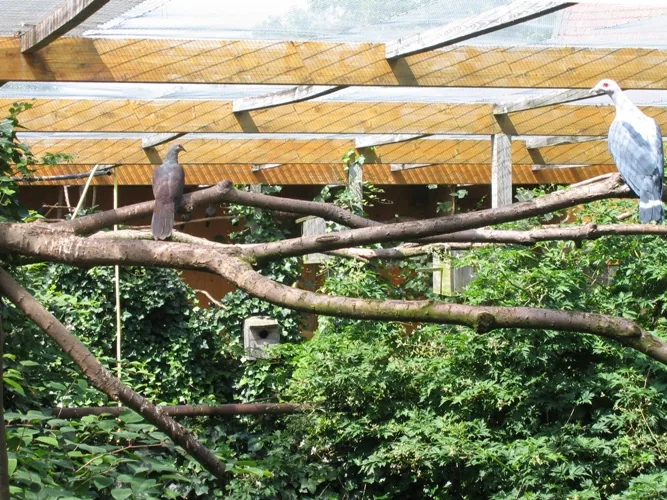 Documented fruit dove breeding facility of Peter Tödter with covered aviaries, water area and planted resting places.
