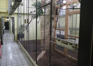 Vruchtenduivenverblijf in de dierentuin van Keulen met binnenvolières, dienstgang, zitstokken en afscheidingen.