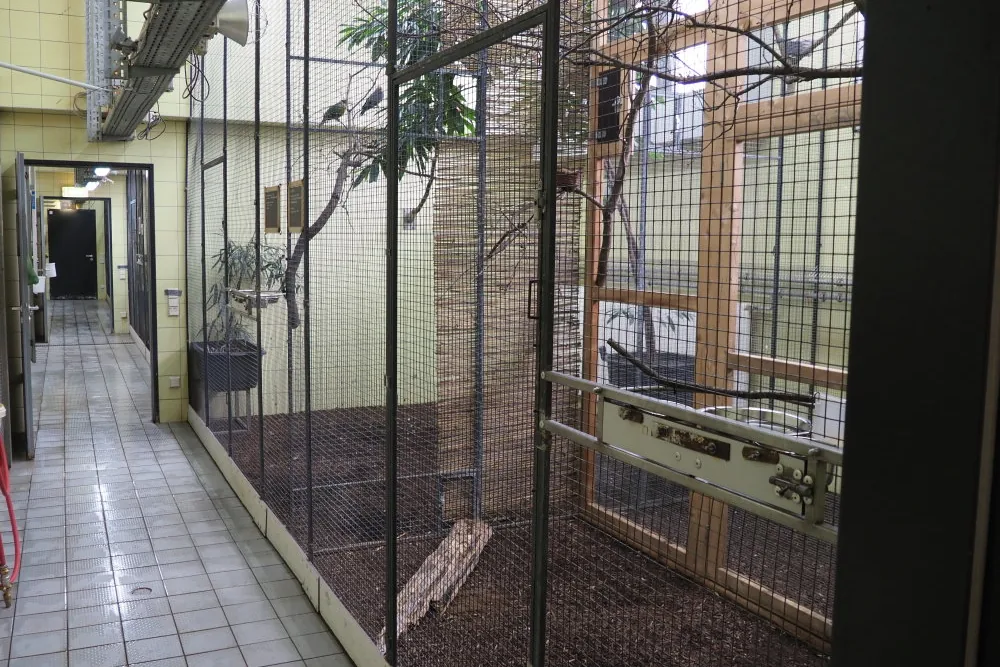 Vruchtenduivenverblijf in de dierentuin van Keulen met binnenvolières, dienstgang, zitstokken en afscheidingen.
