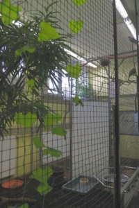 Vruchtenduivenverblijf in de dierentuin van Keulen met binnenvolières, dienstgang, zitstokken en afscheidingen.