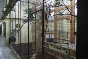 Vruchtenduivenverblijf in de dierentuin van Keulen met binnenvolières, dienstgang, zitstokken en afscheidingen.