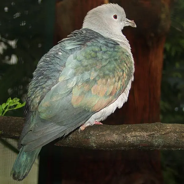 Bronzefruchttaube (Ducula aenea aenea) in Seitenansicht mit metallisch grün schimmerndem Gefieder auf einem Ast